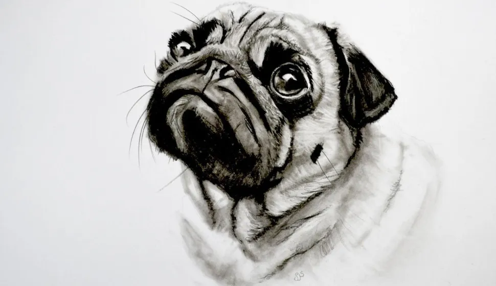 Charcoal Pug
