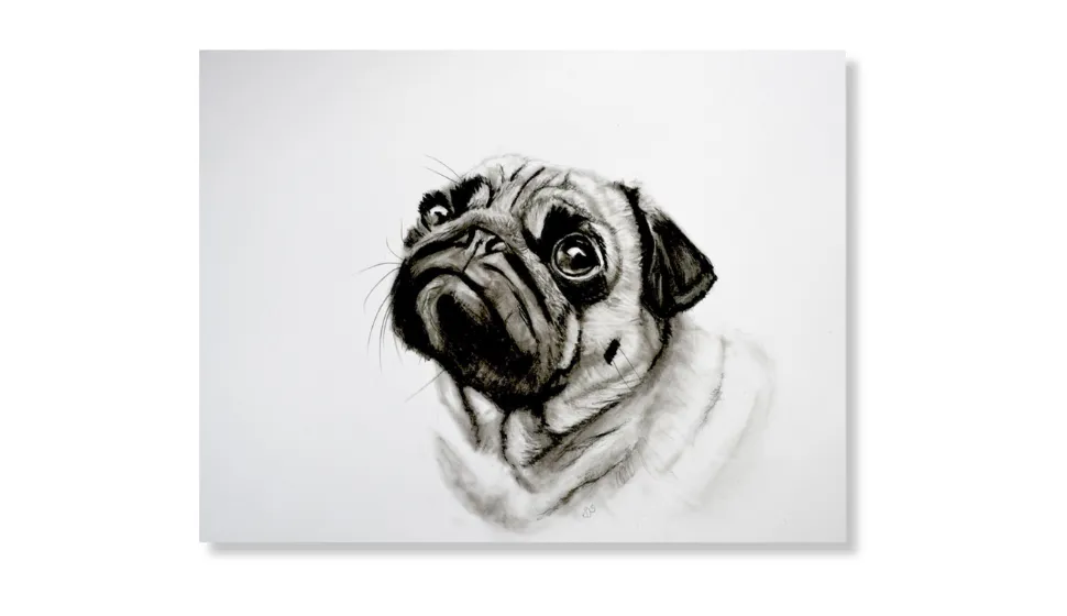 Charcoal Pug